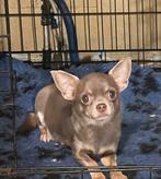 Chihuahua meisje met stamboom, CDV (hondenziekte), Meerdere, 3 tot 5 jaar, Teef