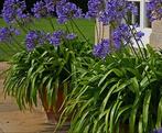 Agapanthus Africanus, Tuin en Terras, Ophalen, Zomer, Vaste plant