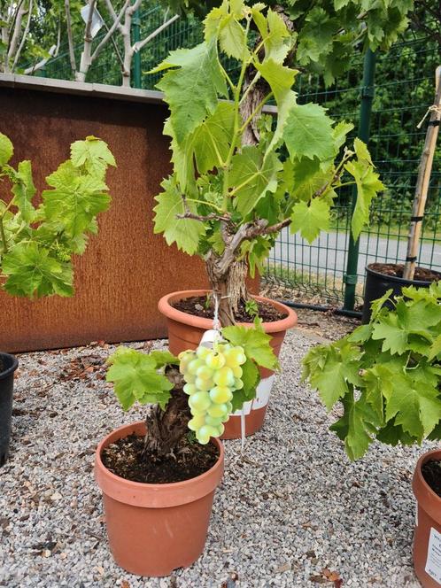Druivelaar Bonsai - Vitis Vinifera, Tuin en Terras, Planten | Fruitbomen, Ophalen