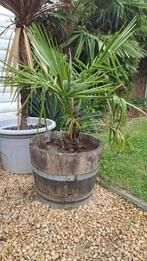 palmboom, Tuin en Terras, Bloeit niet, Halfschaduw, Minder dan 100 cm, Palmboom