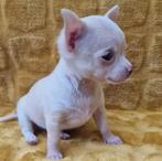 Chihuahua pups (kortharig), Dieren en Toebehoren, Honden | Chihuahua's en Gezelschapshonden, België, Particulier, Reu, CDV (hondenziekte)