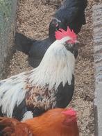 Brahama, Dieren en Toebehoren, Pluimvee