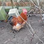 Orpington kriel haantje, Dieren en Toebehoren