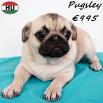 Pugsley & Peanut, Mopshond reutjes te koop, Dieren en Toebehoren, Honden | Chihuahua's en Gezelschapshonden, 15 weken tot 1 jaar