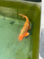 Japanse koi 70 cm, Dieren en Toebehoren