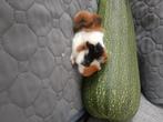 Cavia, cobaye tricolore mâle, Ophalen