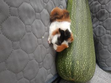 Cavia, cobaye tricolore mâle, Enlèvement