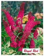 FLEURS À PAPILLONS  "ROYAL RED", EN POT  = 7 EUR/PC, Jardin & Terrasse, Plantes | Jardin, Autres espèces, Enlèvement ou Envoi