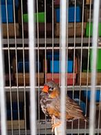 Zebravink man, Dieren en Toebehoren