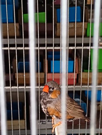 Zebravink man beschikbaar voor biedingen