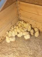 Broedeieren poule de bresse raszuiver, Dieren en Toebehoren
