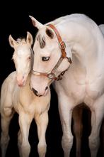 2 unieke champagne kleurige quarter veulens, Dieren en Toebehoren, Paarden, Hengst