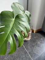 Monstera deliciosa stek, Huis en Inrichting, Ophalen