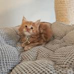 Maine coon xxl kittens met kampioen stamboom Russisch lijn, Plusieurs animaux, Avec pedigree, 0 à 2 ans