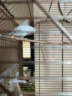 2170, Dieren en Toebehoren, Vogels | Kanaries, Mannelijk, Zangkanarie