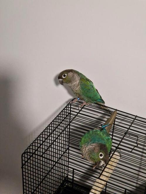 Très beau couple conure pyrrhura turquoise avec grande cage, Animaux & Accessoires, Oiseaux | Perruches & Perroquets, Bagué
