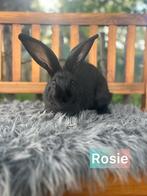 TER ADOPTIE voedster, Dieren en Toebehoren, Konijnen, Vrouwelijk, Groot, 0 tot 2 jaar