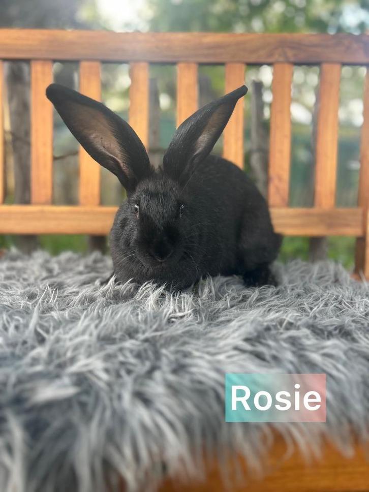 TER ADOPTIE voedster, Dieren en Toebehoren, Konijnen, Groot, Vrouwelijk, 0 tot 2 jaar