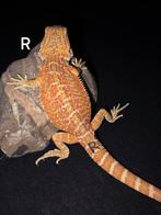 Orange/red hypo baardagaam-vrouwtje, Hagedis, Tam, 0 tot 2 jaar