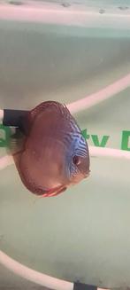 Discus cobalt snakeskin, Dieren en Toebehoren, Vis, Zoetwatervis, Schoolvis