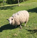 2 schapen ooien, GEEN RAMMEN BESCHIKBAAR, Dieren en Toebehoren, Schapen, Geiten en Varkens