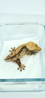 1.0 Whitewall Tangerine wimpergekko man, Dieren en Toebehoren, Reptielen en Amfibieën, Hagedis, Tam, 0 tot 2 jaar