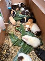 Cavia beertjes, Dieren en Toebehoren, Knaagdieren, Cavia, Mannelijk, Mei, Tam