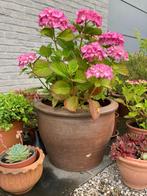 pot in terracottaklei (+hortensia), Ophalen, Zo goed als nieuw, Steen, Tuin