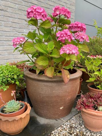 pot in terracottaklei (+hortensia) beschikbaar voor biedingen