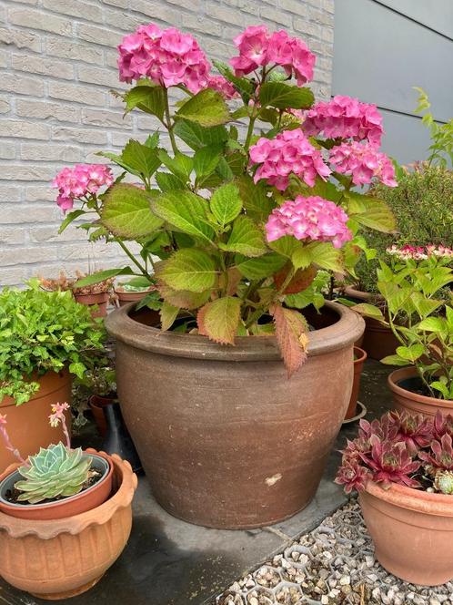 pot in terracottaklei (+hortensia), Tuin en Terras, Bloembakken en Plantenbakken, Zo goed als nieuw, Steen, Tuin, Ophalen