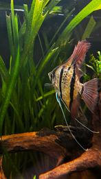 Maanvis Scalara Rio Nanay  F1, Dieren en Toebehoren, Vissen | Aquariumvissen, Vis, Zoetwatervis, Schoolvis