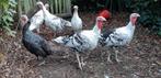 Ronquiére hermelijnen te koop, Dieren en Toebehoren, Pluimvee, Meerdere dieren, Kalkoen