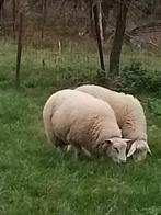Texel français, Dieren en Toebehoren, Schapen, Geiten en Varkens, Mannelijk, Schaap, 0 tot 2 jaar