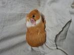Gladhaar buff bont cavia beertje, Cavia, Augustus, Mannelijk, Tam