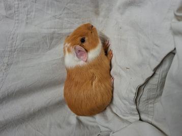 Gladhaar buff bont cavia beertje beschikbaar voor biedingen