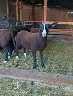 Rammen zwartbles, Dieren en Toebehoren, Schapen, Geiten en Varkens