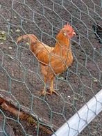 Haan leghorn buff, Dieren en Toebehoren, Mannelijk, Kip