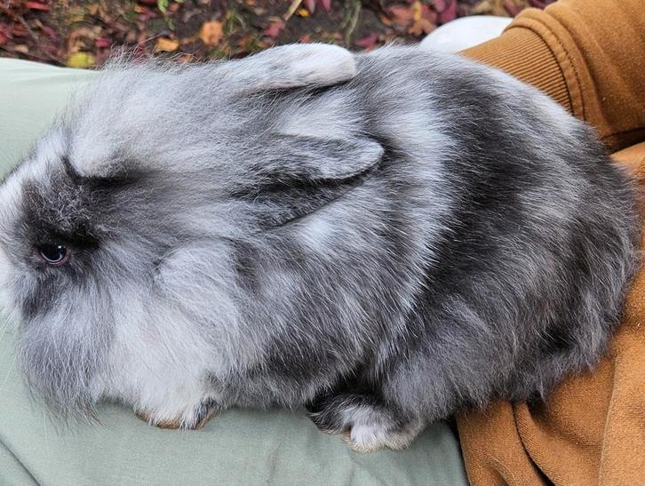 Kleine konijntjes, Dieren en Toebehoren, Konijnen, Groot