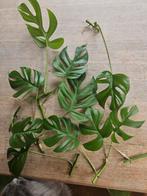 Monstera minima, Rhaphidophora tetrasperma stekjes, Huis en Inrichting, Kamerplanten, Ophalen, Overige soorten