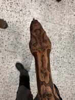 acanthophis dumerilii - grondboa, Dieren en Toebehoren, Reptielen en Amfibieën