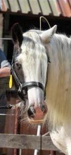 Mooi tinker merrie, Dieren en Toebehoren, Merrie, Minder dan 160 cm, 11 jaar of ouder