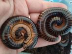 Telodeinopus assiensis millipede, Dieren en Toebehoren, Insecten en Spinnen