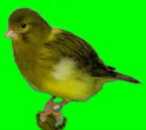 FIVE FANCY KANARIES, Dieren en Toebehoren, Vogels | Kanaries, Postuurkanarie, Meerdere dieren