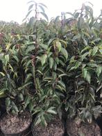 Portugese laurier, Envoi, Laurier, Haie, Moins de 100 cm