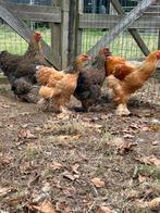 Brahma groothoender toom, Dieren en Toebehoren, Pluimvee