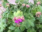 Geranium macrorrhizum, rechstreeks uit border, 0,75 cent, Tuin en Terras, Planten | Tuinplanten, Ophalen, Bodembedekkers, Vaste plant