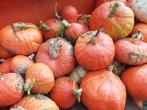 Biologische pompoen en pompoen, Ophalen