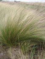 Graminée Stipa tenuissima, Enlèvement