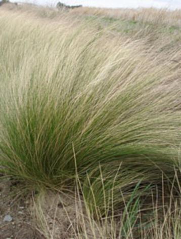 Graminée Stipa tenuissima  disponible aux enchères