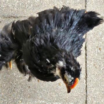 2 jonge cochin kriel haantjes, Dieren en Toebehoren, Pluimvee, Mannelijk, Kip